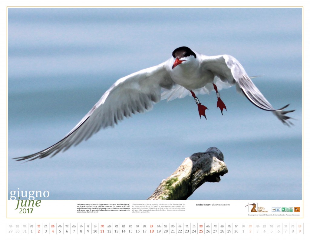 06_Calendario_2017_ Riserva_Naturale_Foce_Isonzo